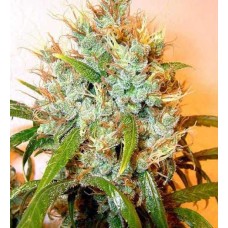 Dutch Bulk Auto Kali Mist autofeminized