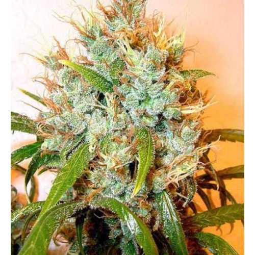 Семена Dutch Bulk Auto Kali Mist autofeminized 20 шт. - цены, описание в интернет-магазине Dutch Seeds