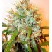 Семена Dutch Bulk Auto Kali Mist autofeminized 20 шт. - цены, описание в интернет-магазине Dutch Seeds