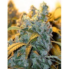 Dutch Bulk Auto Chronic autofeminized