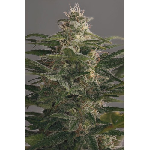 Семена Dutch Bulk Auto OG Kush autofeminized 20 шт. - цены, описание в интернет-магазине Dutch Seeds