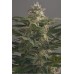 Семена Dutch Bulk Auto OG Kush autofeminized 20 шт. - цены, описание в интернет-магазине Dutch Seeds