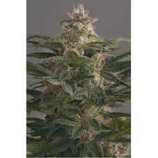 Dutch Bulk Auto OG Kush autofeminized