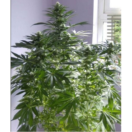 Семена Dutch Bulk Auto Cheese autofeminized 20 шт. - цены, описание в интернет-магазине Dutch Seeds