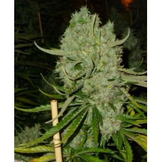 Dutch Bulk Auto Big Bud autofeminized