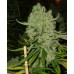 Семена Dutch Bulk Auto Big Bud autofeminized 5 шт. - цены, описание в интернет-магазине Dutch Seeds