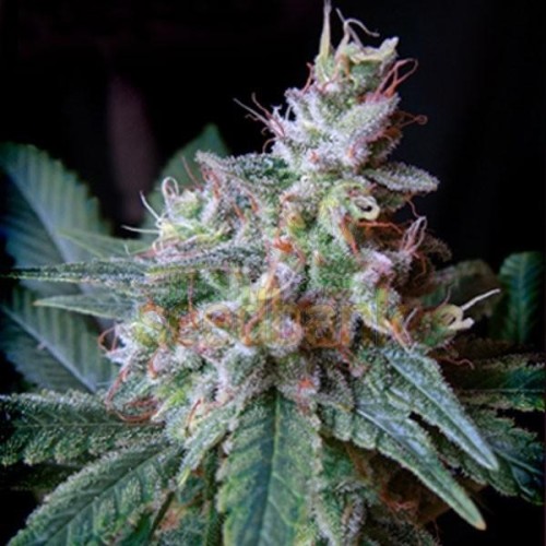 Семена Dutch Bulk Auto Caramel autofeminized 20 шт. - цены, описание в интернет-магазине Dutch Seeds