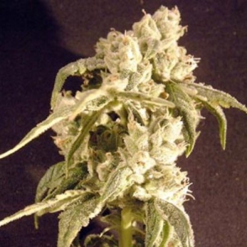 Семена Dutch Bulk Auto Easy Ryder autofeminized 20 шт. - цены, описание в интернет-магазине Dutch Seeds