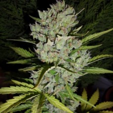 Dutch Bulk Auto super skunk autofeminized