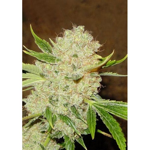 Семена Dutch Bulk Auto White Russian autofem 50 шт. - цены, описание в интернет-магазине Dutch Seeds