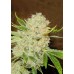 Семена Dutch Bulk Auto White Russian autofem 50 шт. - цены, описание в интернет-магазине Dutch Seeds