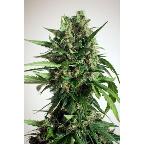 Семена Dutch Bulk Auto Power Plant autofeminized 5 шт. - цены, описание в интернет-магазине Dutch Seeds