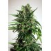 Семена Dutch Bulk Auto Power Plant autofeminized 5 шт. - цены, описание в интернет-магазине Dutch Seeds