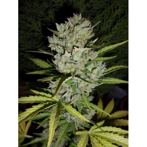 Dutch Bulk 'Auto Skunk' autofeminized