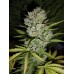 Dutch Bulk 'Auto Skunk' autofeminized