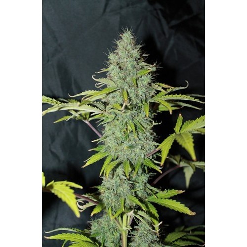 Семена Dutch Bulk Auto Sweet tooth autofeminized 20 шт. - цены, описание в интернет-магазине Dutch Seeds