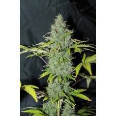 Dutch Bulk Auto Sweet tooth autofeminized