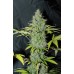 Семена Dutch Bulk Auto Sweet tooth autofeminized 5 шт. - цены, описание в интернет-магазине Dutch Seeds