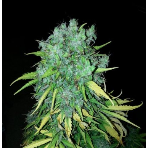 Семена Dutch Bulk Auto Maxi Gom autofeminized 20 шт. - цены, описание в интернет-магазине Dutch Seeds