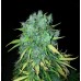 Семена Dutch Bulk Auto Maxi Gom autofeminized 20 шт. - цены, описание в интернет-магазине Dutch Seeds