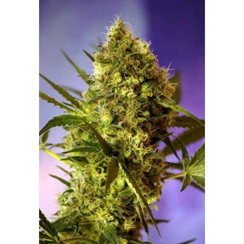 Семена Dutch Bulk Big Devil autofeminized 5 шт. - цены, описание в интернет-магазине Dutch Seeds