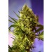 Семена Dutch Bulk Big Devil autofeminized 20 шт. - цены, описание в интернет-магазине Dutch Seeds