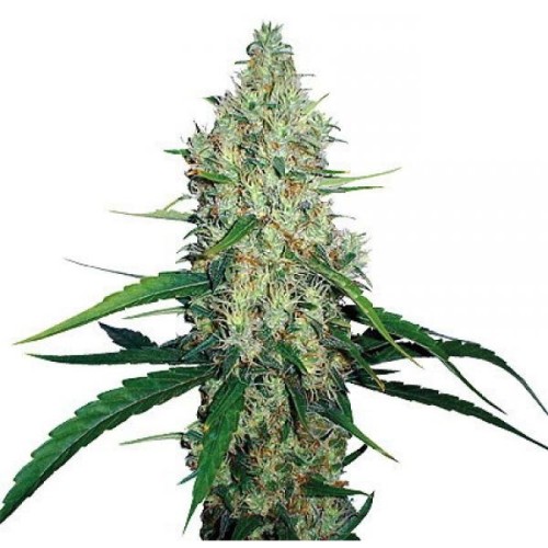 Dutch Bulk CBD AK-47 feminized