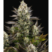 Семена Dutch Bulk CBD White Widow feminized 5 шт. - цены, описание в интернет-магазине Dutch Seeds