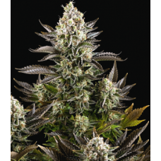 Dutch Bulk CBD White Widow feminized