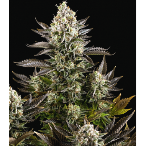 Семена Dutch Bulk CBD White Widow feminized 20 шт. - цены, описание в интернет-магазине Dutch Seeds