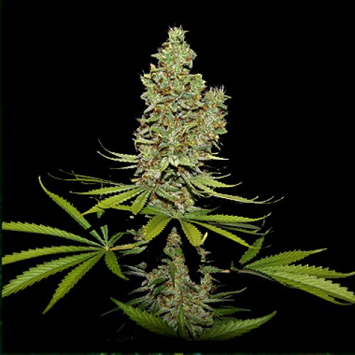 Dutch Bulk 'CBD Super silver haze' feminized