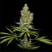 Dutch Bulk 'CBD Super silver haze' feminized