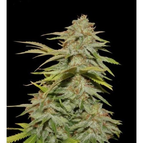 Семена Dutch Bulk Candy kush feminized 5 шт. - цены, описание в интернет-магазине Dutch Seeds