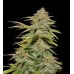 Семена Dutch Bulk Candy kush feminized 5 шт. - цены, описание в интернет-магазине Dutch Seeds