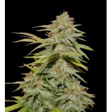 Dutch Bulk Candy kush feminized