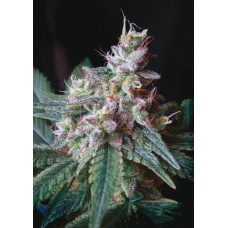 Dutch Bulk Caramel feminized