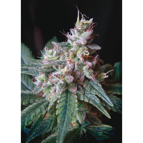 Семена Dutch Bulk Caramel feminized 20 шт. - цены, описание в интернет-магазине Dutch Seeds