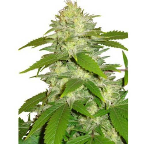 Семена Dutch Bulk Critical Mass feminized 20 шт. - цены, описание в интернет-магазине Dutch Seeds