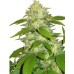 Семена Dutch Bulk Critical Mass feminized 20 шт. - цены, описание в интернет-магазине Dutch Seeds