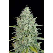 Dutch Bulk Critical jack feminized