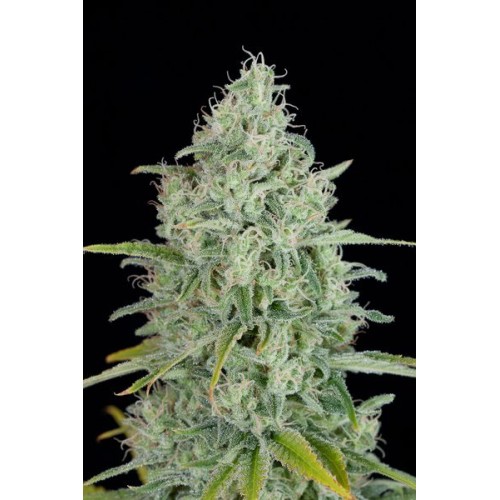 Семена Dutch Bulk Critical jack feminized 5 шт. - цены, описание в интернет-магазине Dutch Seeds