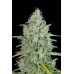 Семена Dutch Bulk Critical jack feminized 5 шт. - цены, описание в интернет-магазине Dutch Seeds