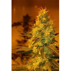 Dutch Bulk Girl Scout Cookies feminized