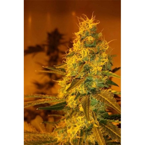 Семена Dutch Bulk Girl Scout Cookies feminized 5 шт. - цены, описание в интернет-магазине Dutch Seeds