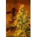 Семена Dutch Bulk Girl Scout Cookies feminized 5 шт. - цены, описание в интернет-магазине Dutch Seeds