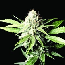 Dutch Bulk Great white shark feminized