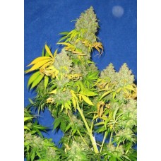 Dutch Bulk K2 feminized