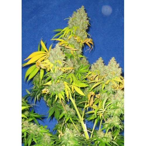 Семена Dutch Bulk K2 feminized 5 шт. - цены, описание в интернет-магазине Dutch Seeds