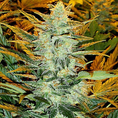 семена LR #2 autofeminized в подарок к каждому заказу в магазине Dutch seeds