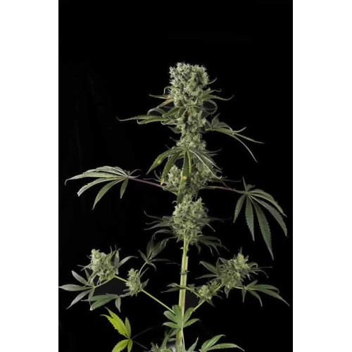 Семена Dutch Bulk Moby Dick feminized 5 шт. - цены, описание в интернет-магазине Dutch Seeds